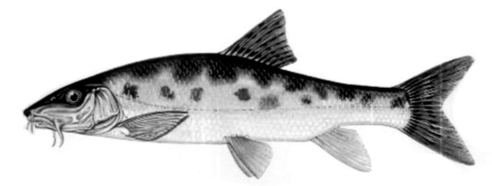 Barbus meridionalis_001.jpg